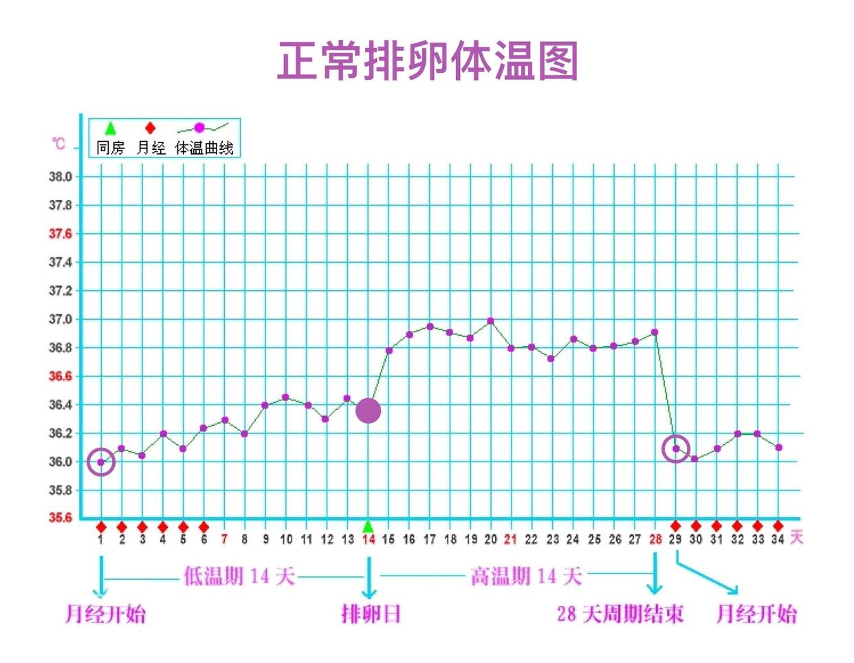 排卵体温图