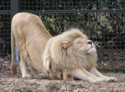狮子伸懒腰