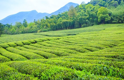 懂茶的人一般喝什么茶？茶叶档次一览表