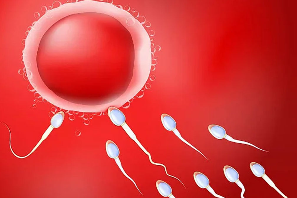 精子DNA碎片率多少算正常？精子碎片率的正常范围