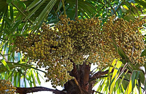 棕树籽怎么吃才能补肾？探索棕树籽的正确食用方法