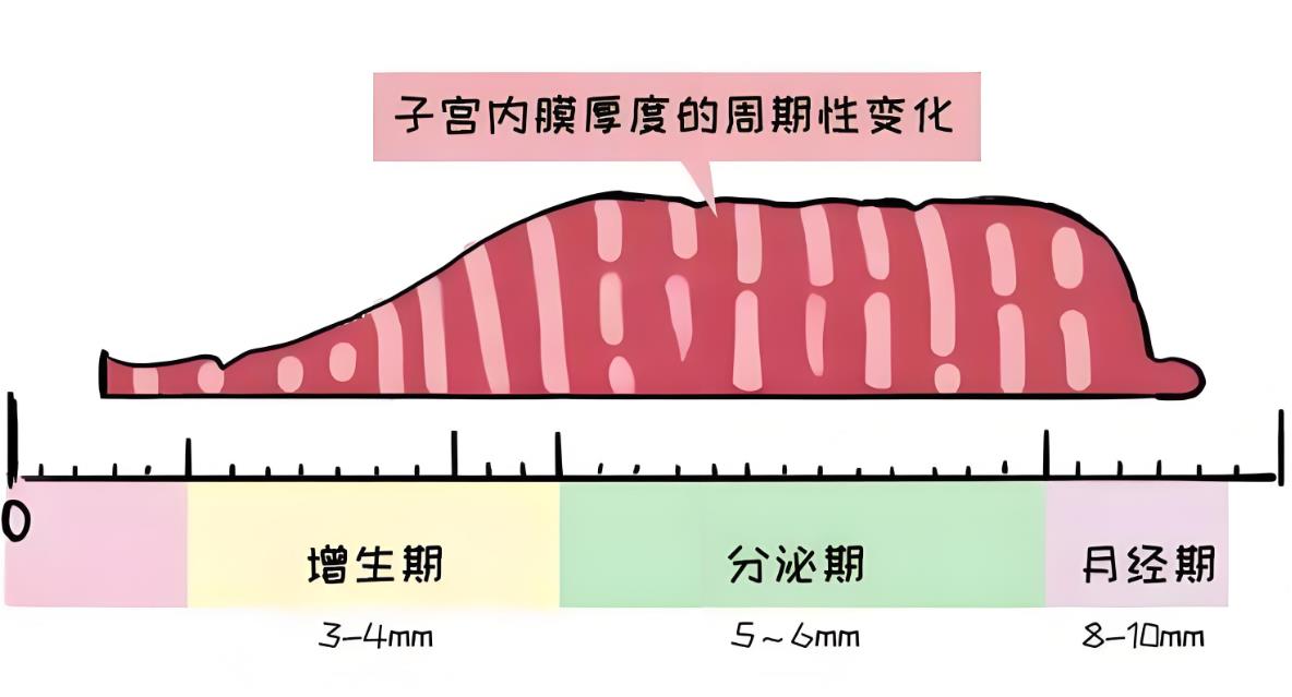 试管促排第五天内膜多少正常