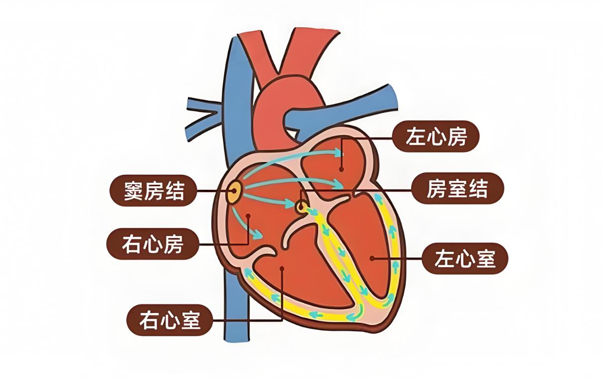 试管胎儿右心室分隔带是什么,右心室分隔带定义