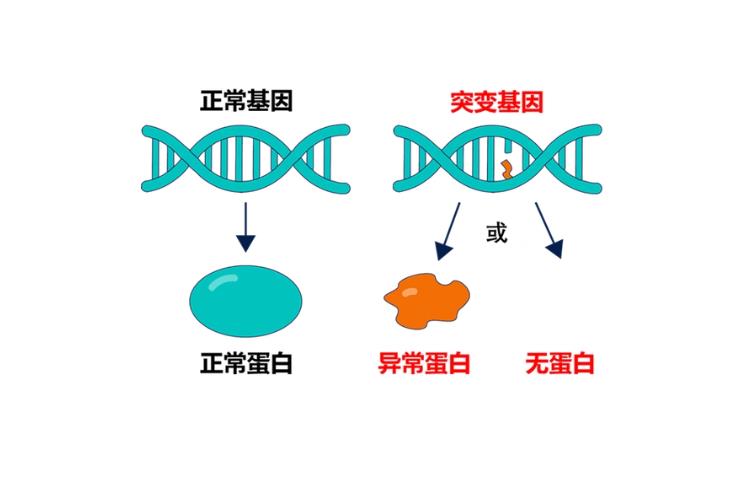 试管胎儿查基因时出了异变,试管胎儿基因异变怎么办