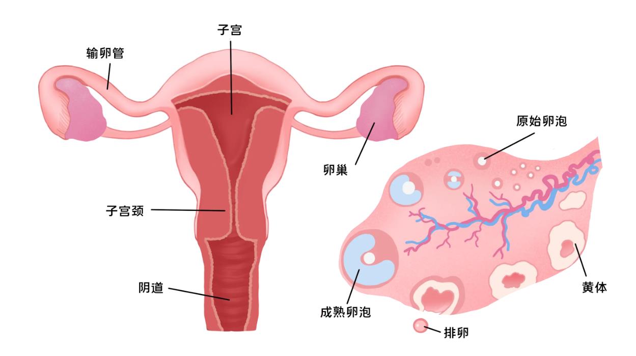 双卵巢未见优势卵泡什么意思,无优势卵泡怎么办