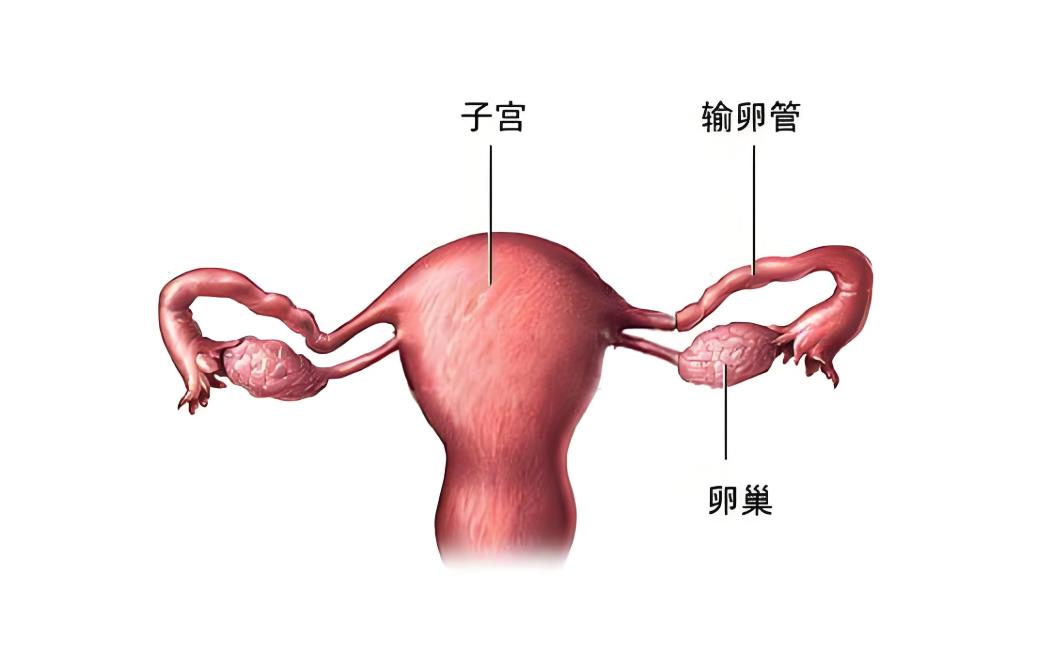 输卵管